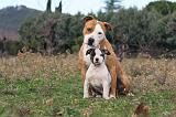 AMSTAFF  ADULT & PUPPIES 022